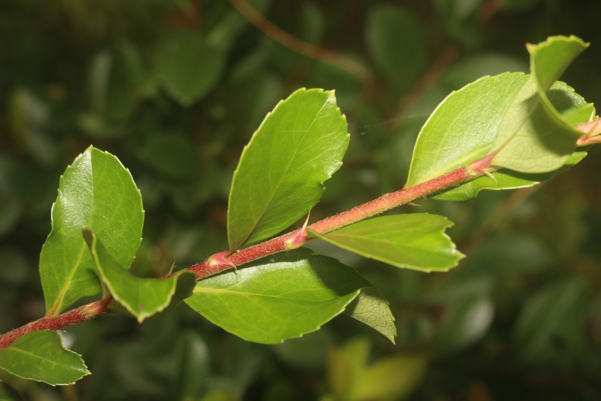 Rhaphiolepis indica (L.) Lindl.
